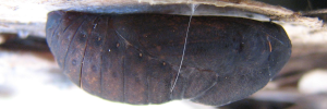 Pupae